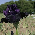 Iris Vullierens - 122